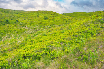 countryside scenery with meadow in mountains. grassy rolling hills beneath a cloudy sky