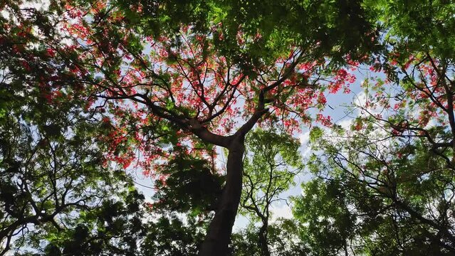A low-angle tilt-up video of the royal poinciana or flame tree in the jungle