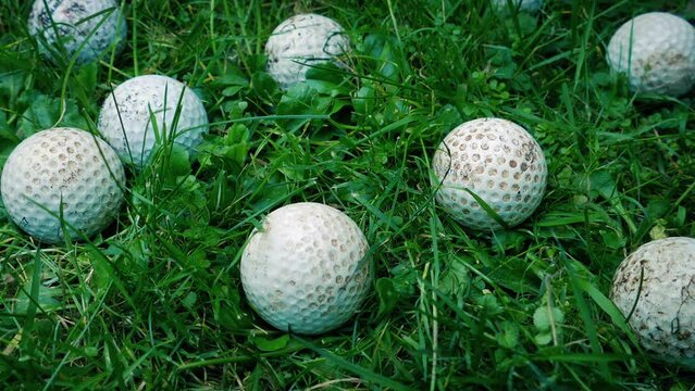 Lots Of Lost Golf Balls In The Rough