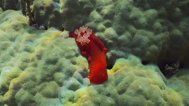 Bright red Sea Slug craws on coral reef in sunrays on daytime. Top view of Spanish Dancer Nudibranch (Hexabranchus sanguineus) crawling on hard coral in sunburst, Close up, Slow motion
