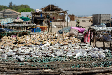 Séchage du poisson dans un village de pêcheurs au Sénégal