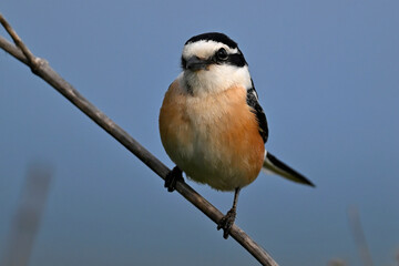Masked shrike // Maskenwürger (Lanius nubicus) - Evros Delta, Greece