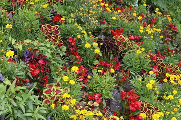 Flowers in the park