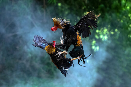 Two cocks fighting. beautiful battle of the Roosters.