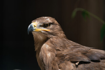 Adler im Wildpark Poing