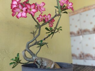 Big adenium flower