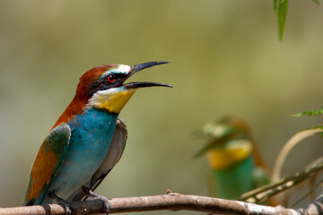 A multicolored European bee-eater resting on a chaste tree branch near its nest. Merops apiastrer. Migratory birds.