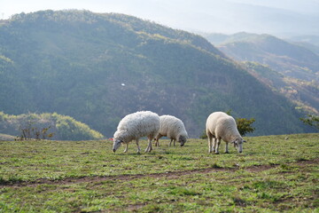 Fototapeta premium Three sheep stand grazing on the farm. Fluffy Corriedales sheep stand foraging on a sunny morning. 