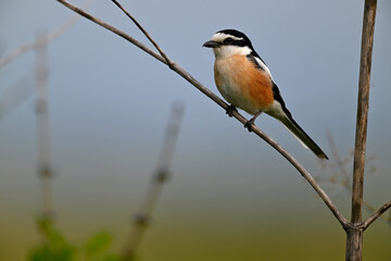 Obraz premium Masked shrike // Maskenwürger (Lanius nubicus) - Evros Delta, Greece