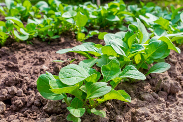 Arugula or rocket (Eruca vesicaria, Eruca sativa Mill., Brassica eruca L.) is an edible annual plant. A close-up view of the plant in the garden