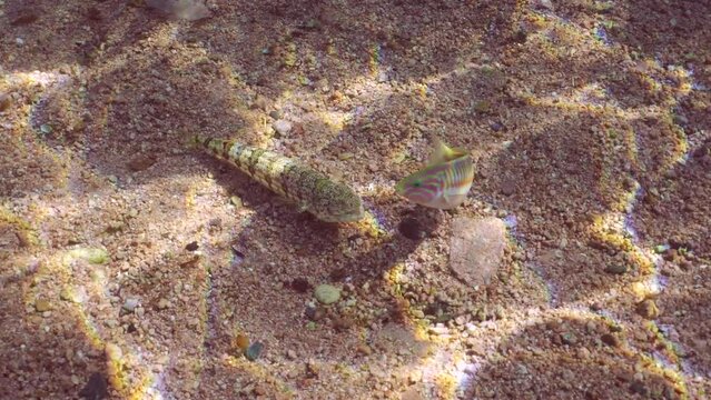 Slender Lizardfish or Gracile lizardfish (Saurida gracilis) lies on sand seabed and swallows fish caught hunting on sunny day in sun glare, Slow motion, Top view