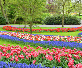 Keukenhof tulip garden in bloom with tulips and flowers, Amsterdam, Holland, Netherlands