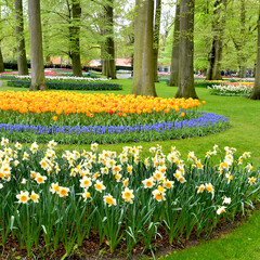 Keukenhof garden with tulips and different flowers, Amsterdam, Holland, Netherlands