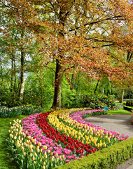 Keukenhof garden in spring with beautiful tulips, Amsterdam, Holland, Netherlands