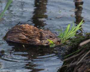 muskrat carrying food back to her hutch
