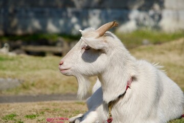 Goat staring straight at something