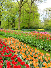 tulips in the Keukenhof park, Amsterdam, Holland, Netherlands