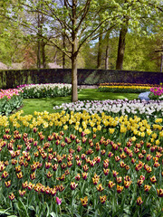 tulips in the Keukenhof park , Amsterdam, Holland, Netherlands