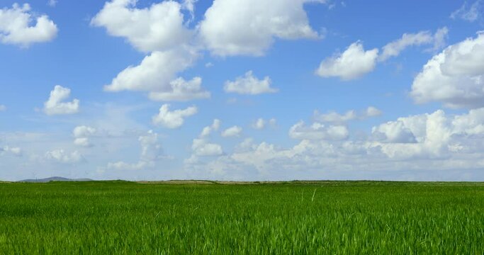 Sunset Over The Wheat Field Green wheat field swaying in the breeze under a blue sky Waltz of the wheat field grass wind First Dance