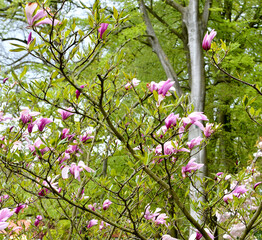 Obraz premium pink and white flowers in Keukenhof tulip garden, Amsterdam, Holland, Netherlands