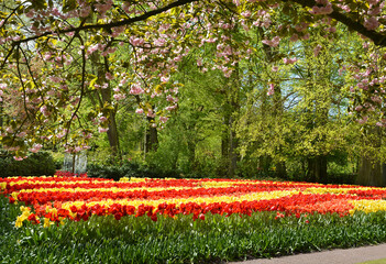 Red and yellow tulips in Keukenhof garden, Amsterdam, Holland, Netherlands