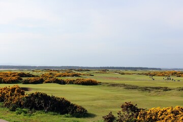 An incredible view of the most famous and historic classic links golf course, full of pot bunkers...