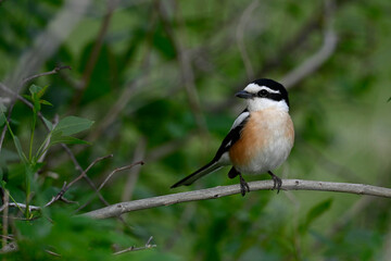 Masked shrike // Maskenwürger (Lanius nubicus) - Evros Delta, Greece