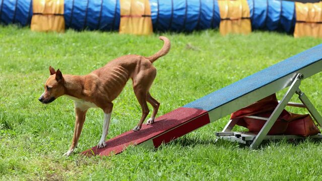 An active dog at agility competitions for dogs.