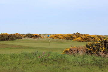 An incredible view of the most famous and historic classic links golf course, full of pot bunkers...