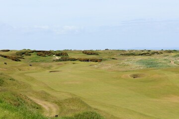 An incredible view of a classic links golf hole with pot bunkers in Scotland with the ocean in...