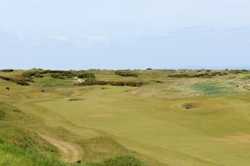 Obraz premium An incredible view of a classic links golf hole with pot bunkers in Scotland with the ocean in nearby outside of St. Andrews, Scotland