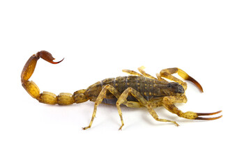 Chinese striped bark scorpion/Vietnamese brown scorpion (Lychas mucronatus) on white background