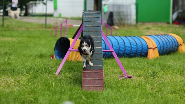 A shepherd dog runs in the agility park at competitions, a dog show.