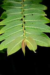 green leaf on the branch