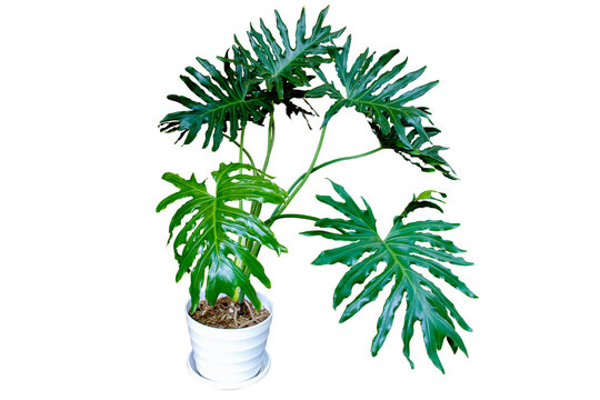 Dark green leaves of split-leaf philodendron selloum or monstera the tropical foliage plant bush popular rainforest houseplant in white flower pot isolated on transparent background. PNG transparency