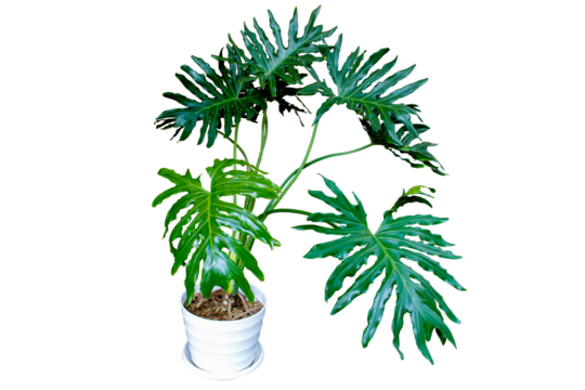 Dark green leaves of split-leaf philodendron selloum or monstera the tropical foliage plant bush popular rainforest houseplant in white flower pot isolated on transparent background. PNG transparency
