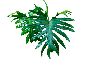 Dark green leaves of split-leaf philodendron selloum or monstera the exotic tropical foliage houseplant isolated on transparent background. PNG transparency