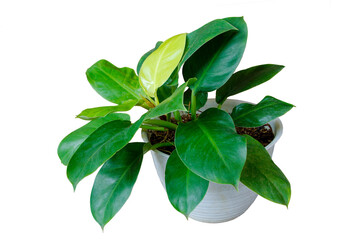 Shiny Heart shaped lime green leaves of philodendron “Moonlight” (Philodendron Lemon Lime) tropical foliage plant bush in white pot isolated on transparent background. PNG transparency