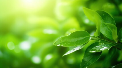 Closeup of nature view green leaf on blurred greenery background under sunlight with bokeh and copy space using as background natural plants landscape, ecology wallpaper concept, Generative AI