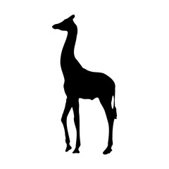 giraffe silhouette 