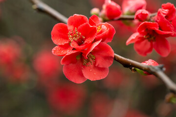 pretty red flowers of a Japanese quince Chaenomeles japonica covered in raindrops