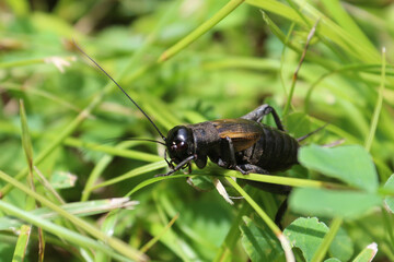 Grillon dans l'herbe, protection de la biodiversité