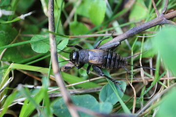 Grillon dans l'herbe, protection de la biodiversité