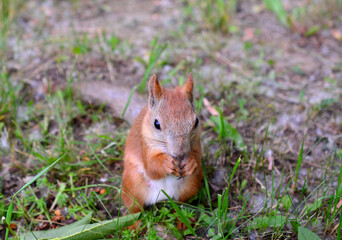Naklejka na ściany i meble red squirrel sitting on the ground in the forest, close up 