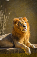 portrait of a lion