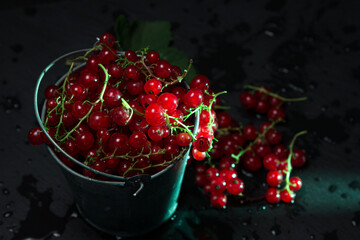 Small bucket with red currants on a black background