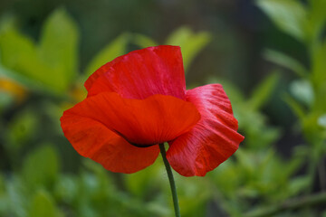 Closeup of a single beautiful red poppy - Papaver spp. - flower against a green background.