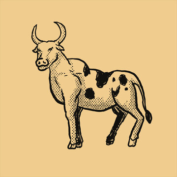 image of an cow