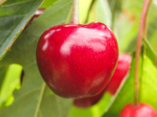 Red Cherries hanging on a cherry tree branch. Macro shot on Ripe Sweet Cherries Fruit on the Tree in the summer garden.