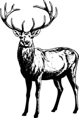Illustration of a deer. Engraving style art.